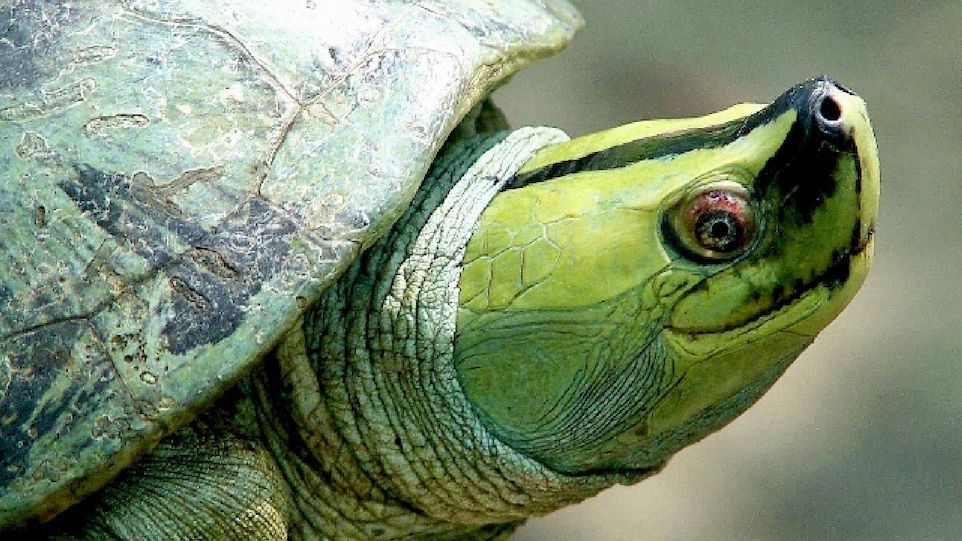 Nahaufnahme einer asiatischen Flussschildkröte