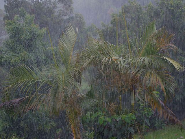 Palmen unter heftigem Monsun 