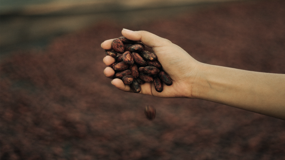 Halb geöffnete Hand in welcher sich Kakaobohnen befinden