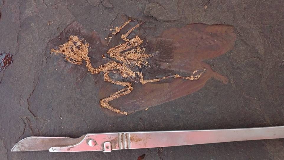 Nahaufnahme des Fossils einer bislang unbekannten Vogelart.