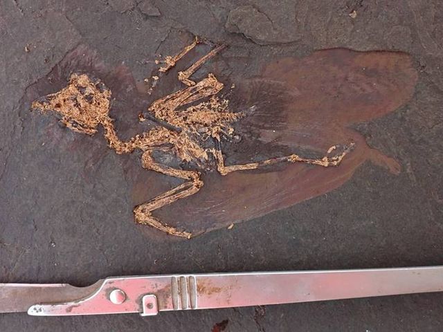  Nahaufnahme des Fossils einer bislang unbekannten Vogelart.