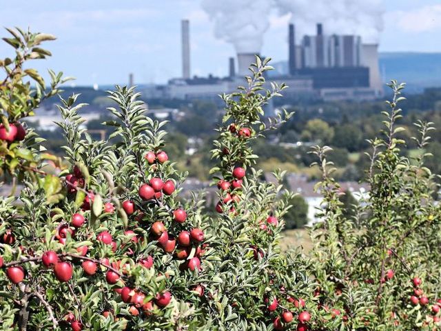 Apfelbaum mit vielen Früchten, im Hintergrund ein Kohlekraftwerk