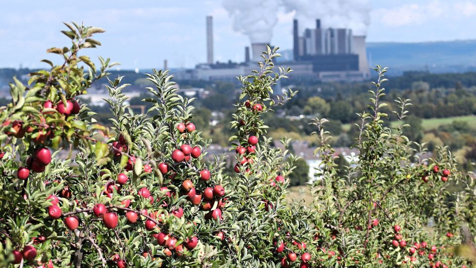 Apfelbaum mit vielen Früchten, im Hintergrund ein Kohlekraftwerk