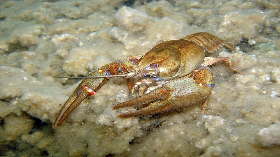Close-up of the European noble crayfish