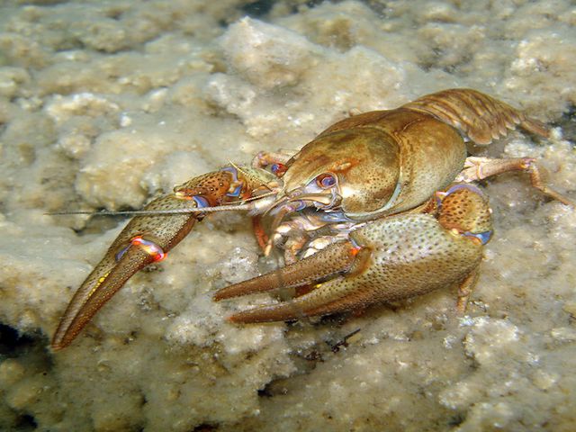 Close-up of the European noble crayfish