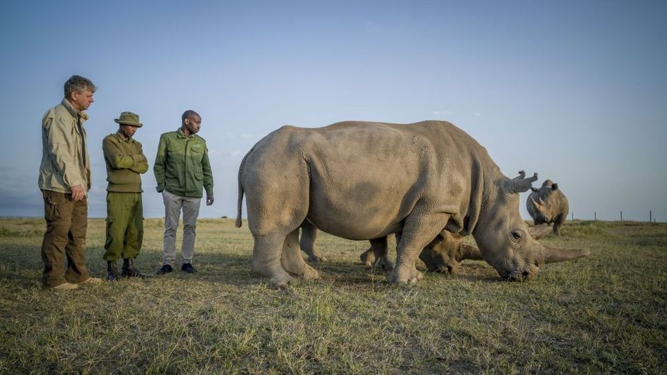 Thomas Hildebrandt (links) in Ol Pejeta (Kenia) mit den Nashörnern Najin and Fatu Thomas Hildebrandt mit zwei afrikanischen Kollegen neben zwei Nashörnern auf einer Wiese.