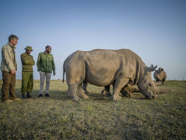 Thomas Hildebrandt mit zwei afrikanischen Kollegen neben zwei Nashörnern auf einer Wiese.