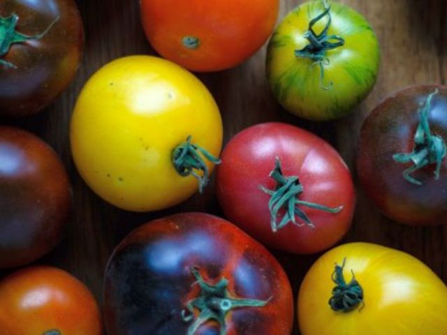 Das Bild zeigt mehrere bunte Tomaten.