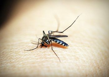 The picture shows a mosquito on human skin.