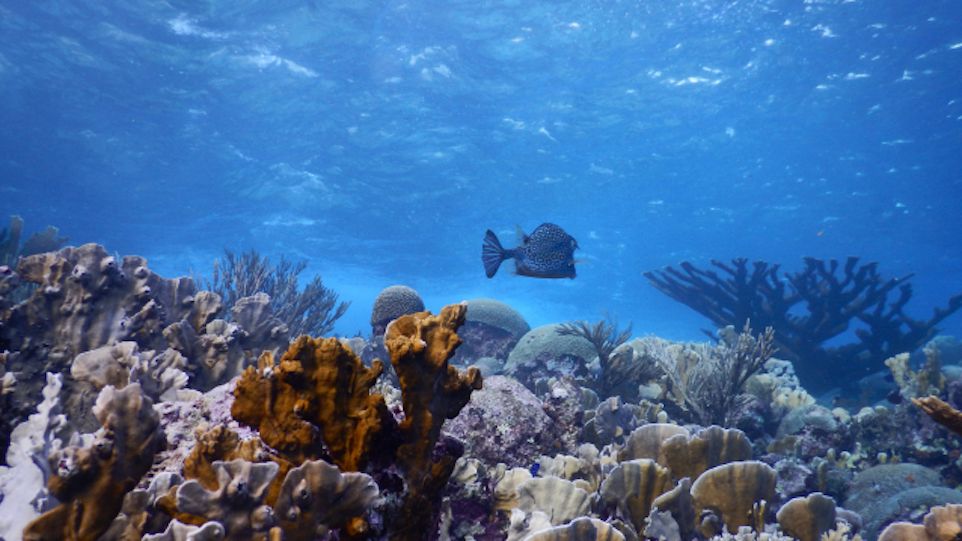 Reef off Curaçao
