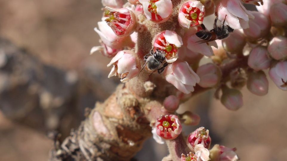 Blüten des Weihrauchs
