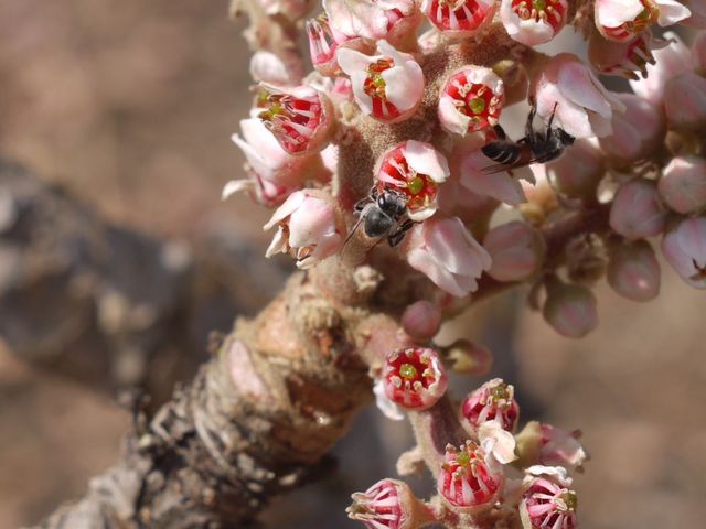 Blüten des Weihrauchs
