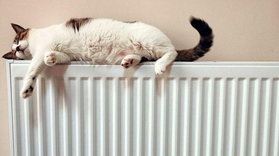 Katze auf Heizkörper