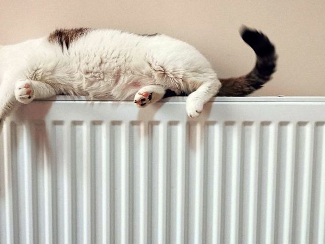 Katze auf Heizkörper