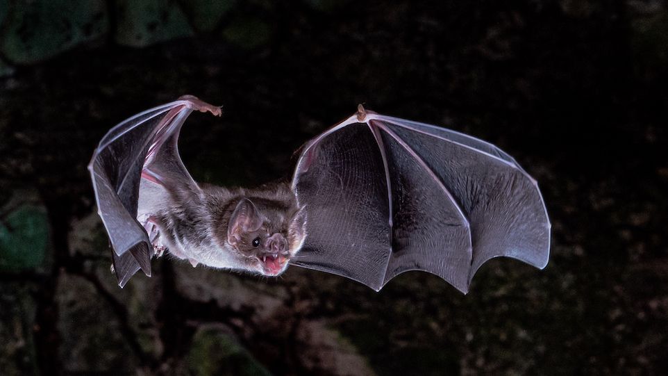 Flying Vampire Bat