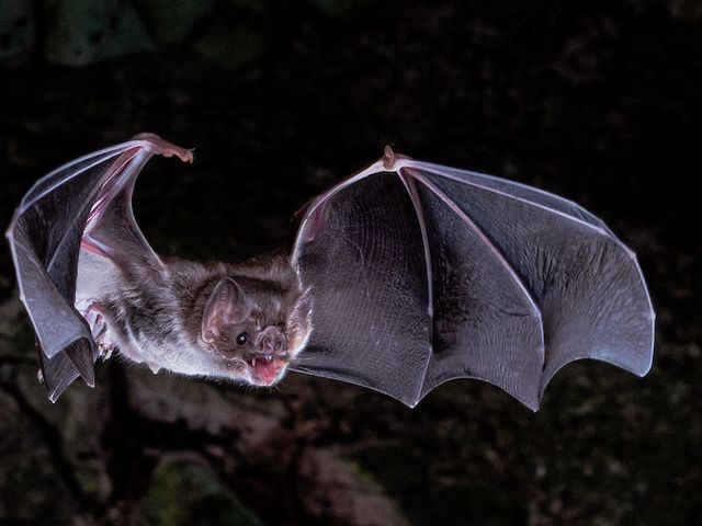 Flying Vampire Bat