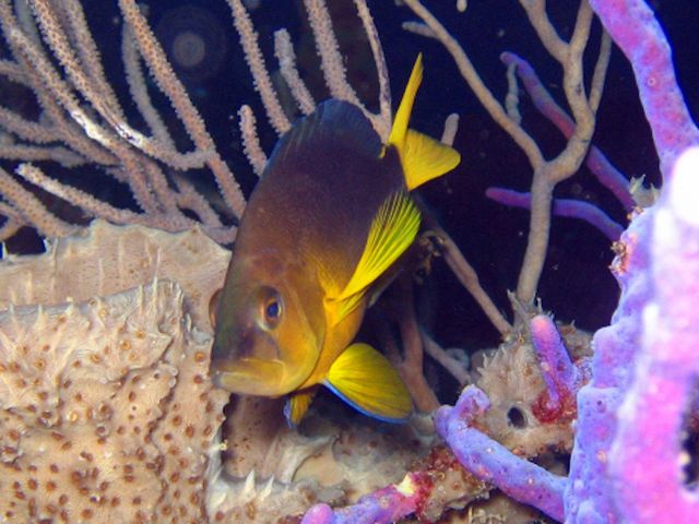 Gelbbauch-Hamletbarsch in einem Korallenriff 