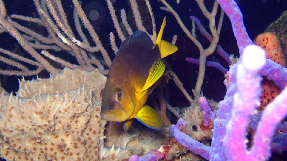 Gelbbauch-Hamletbarsch in einem Korallenriff 