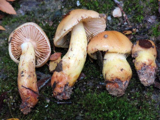 Vier im Moos liegende Pilze