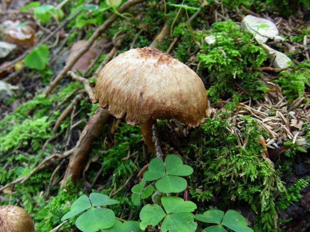 Pilz im Moos