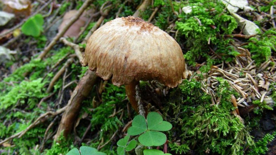 Risspilz mit hoher Konzentration des Toxins Muscarin Pilz im Moos
