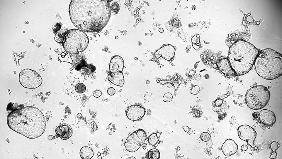 Cells