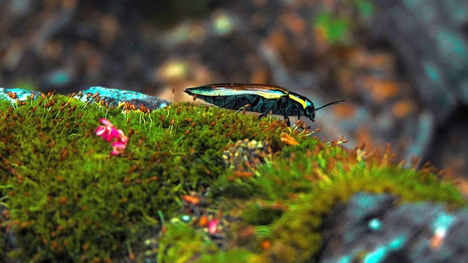 Schimmernd bunter Käfer auf Moos