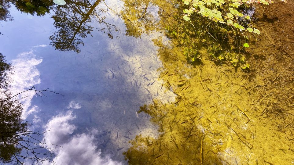 Kleine Fisch unter der Wasseroberfläche