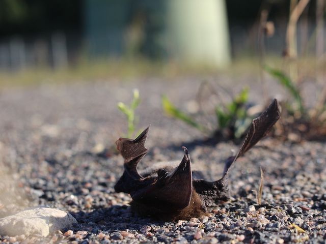 Bat killed by wind turbine