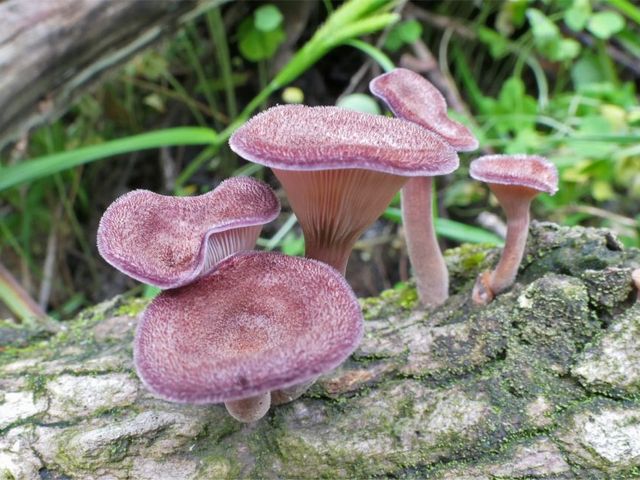 Panus rudis Pink mushrooms on tree trunk