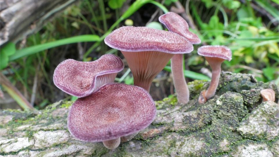 Borstiger Knäueling (Panus rudis) Rosa Pilze auf Baumstamm