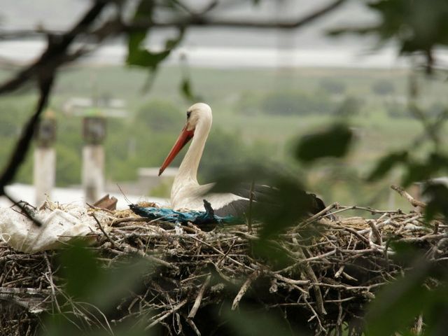 Storch im Nest