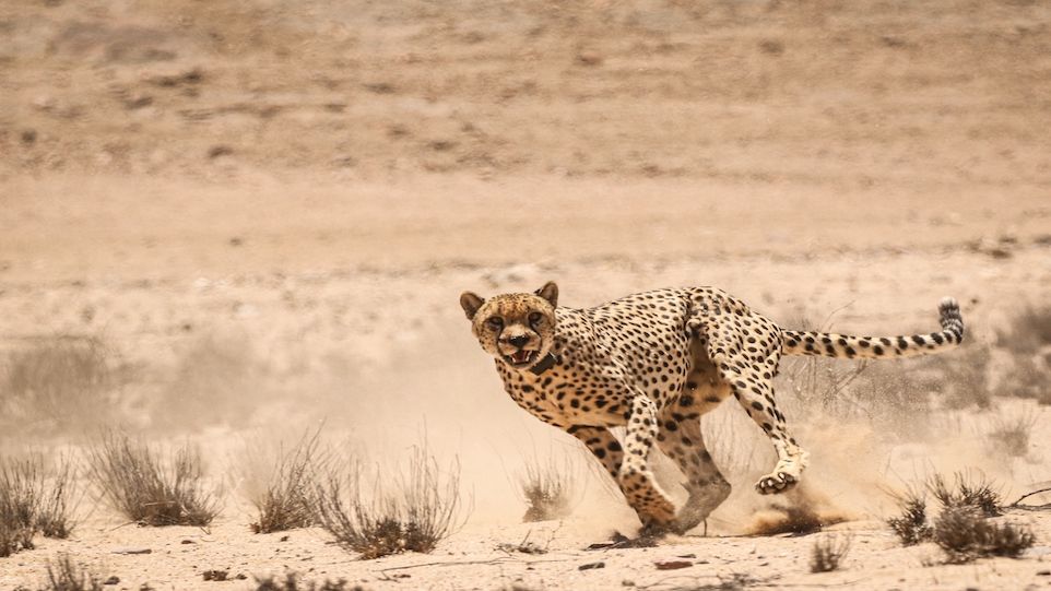 Laufender Gepard in der Namib-Wüste 