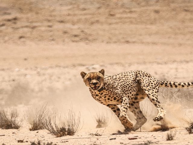 Laufender Gepard in der Namib-Wüste 