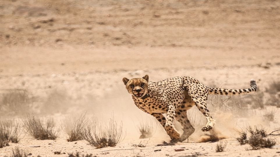 Laufender Gepard in der Namib-Wüste