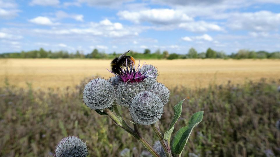 Nahaufnahme einer Blume, auf welcher eine Biene sitzt