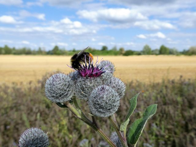 Nahaufnahme einer Blume, auf welcher eine Biene sitzt