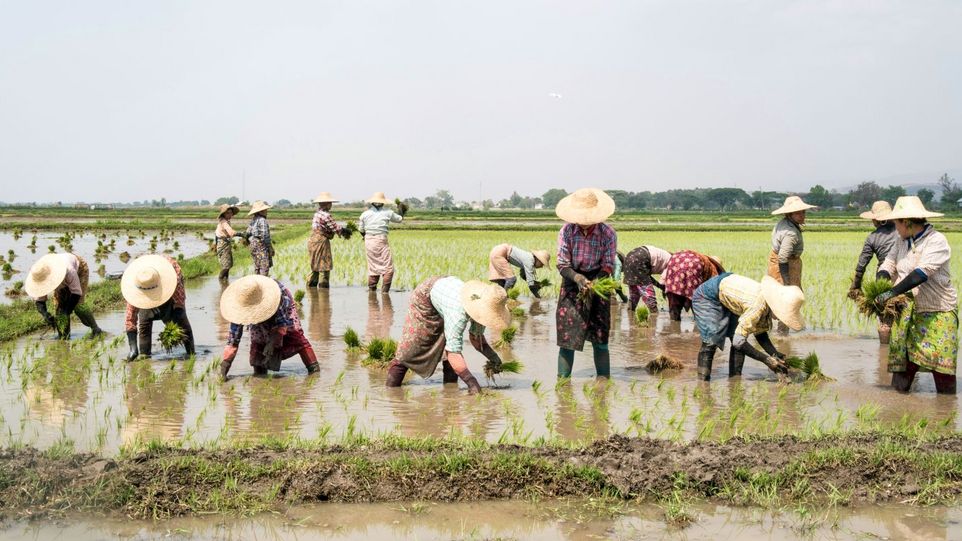 Workers wearing straw hats in a rice field