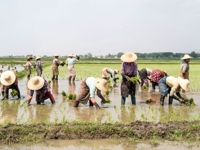 Workers wearing straw hats in a rice field