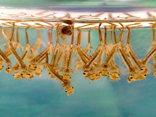 Mückenlarven an Wasseroberfläche