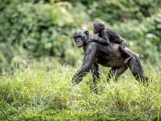 Chimpanzee with young on its back