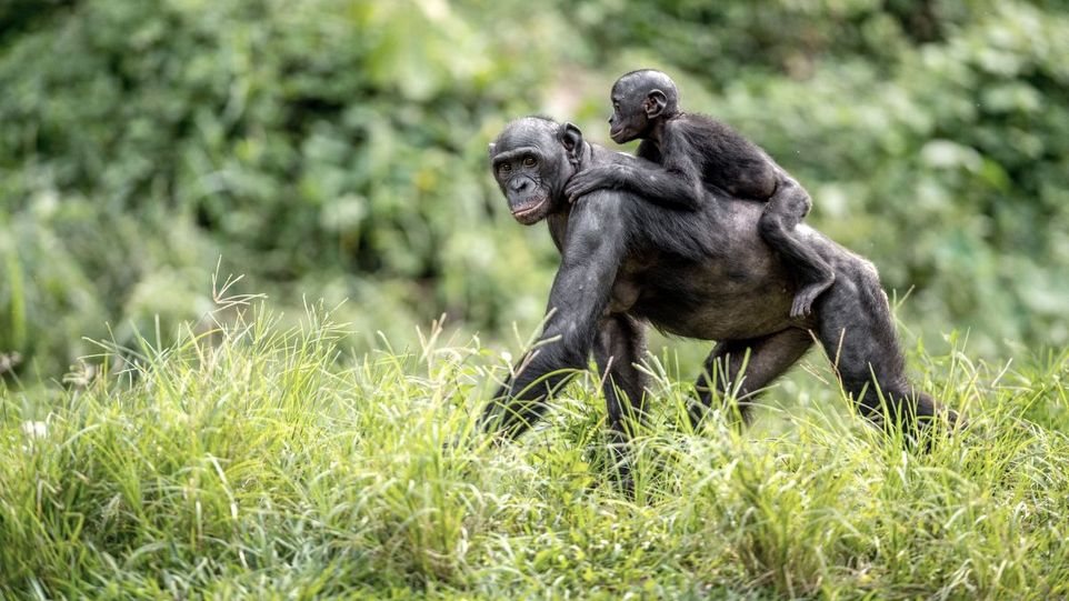 Chimpanzee with young on its back