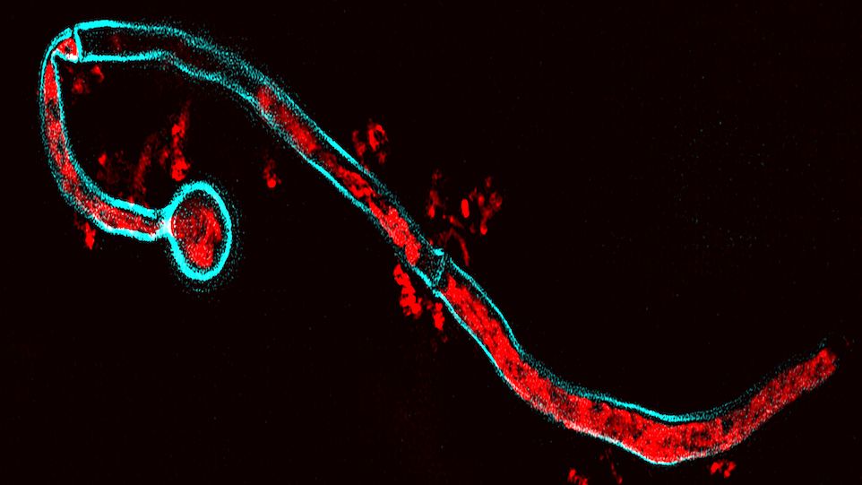 Candida albicans illustration