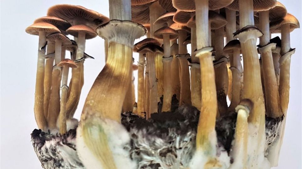 Kubanischer Kahlkopf (Psilocybe cubensis) Verbund von Pilzen mit Myzel-Geflecht