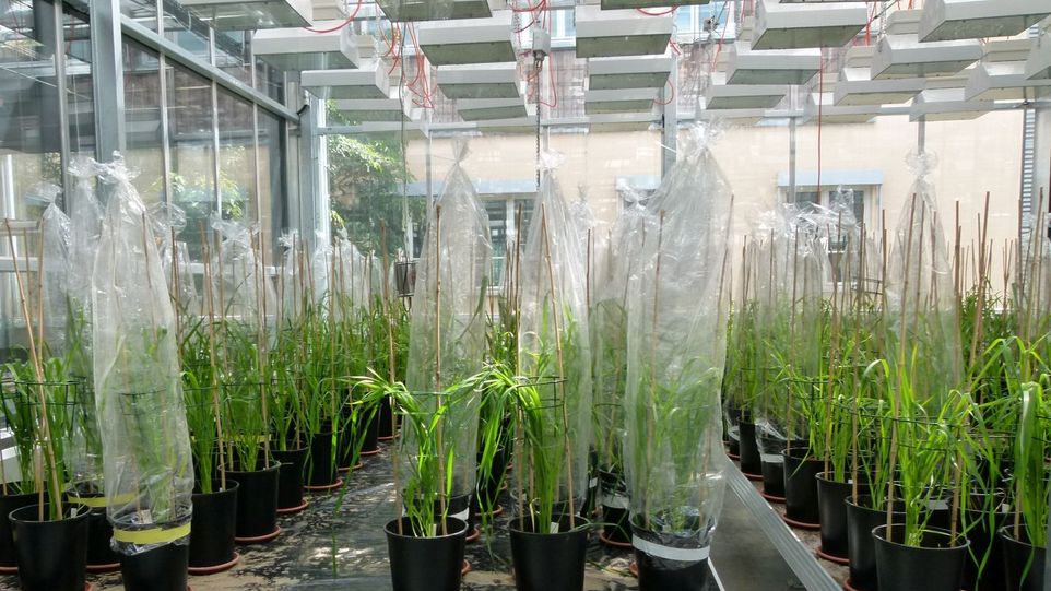 In Gewächshausversuchen werden die gemeinsame Reaktion der Weizenpflanzen und ihrer Mikrobiota untersucht. Weizenpflanzen im Gewächshaus