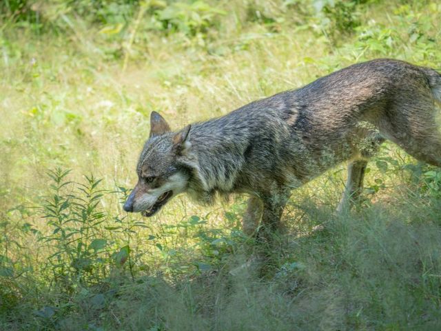 Wolf am Wegesrand