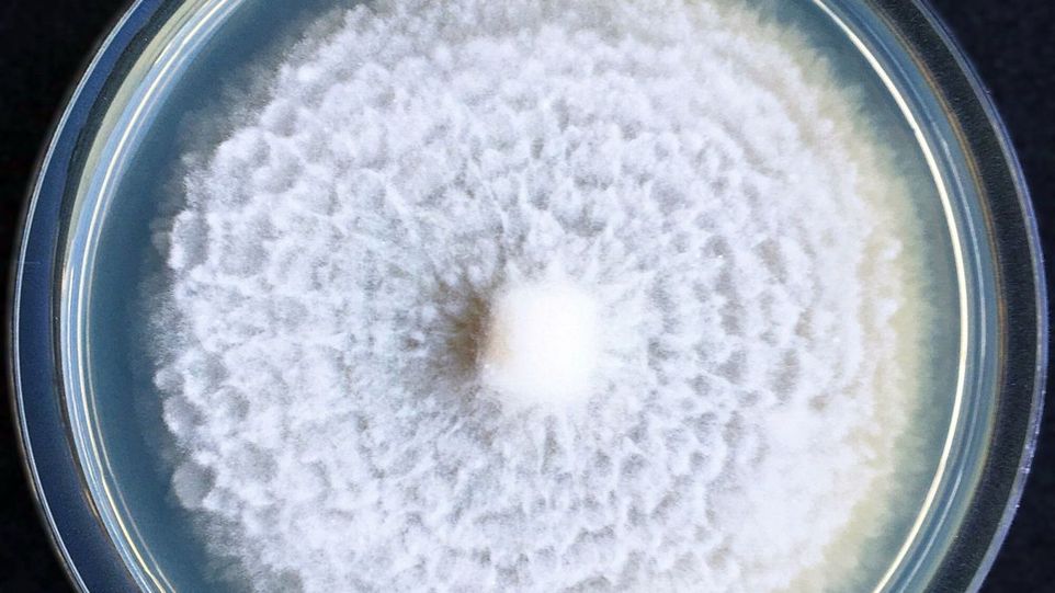 Der Bodenpilz Mortierella alpina in einer Petrischale. M. alpina produziert spezielle Moleküle mit wurmtötender Wirkung, die Malpinine, mit denen er sich vor Fressfeinden schützen kann. Petrischale mit weißem Pilz