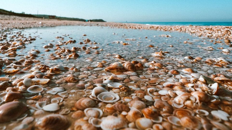 Muscheln am Strand
