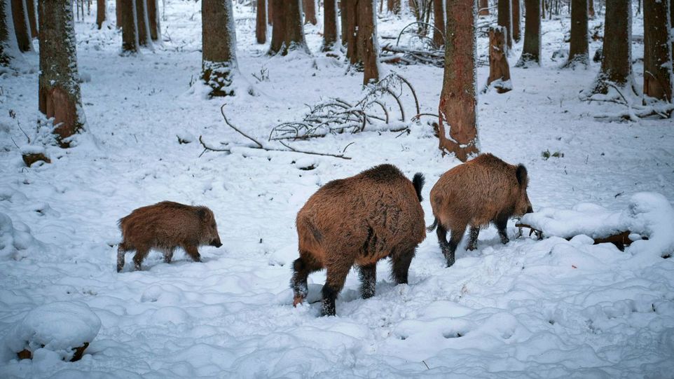 Wildschweine im Wald
