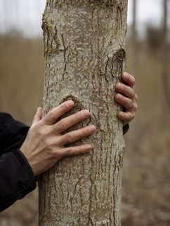 Zwei Hände umgreifen den Stamm eines Baumes.